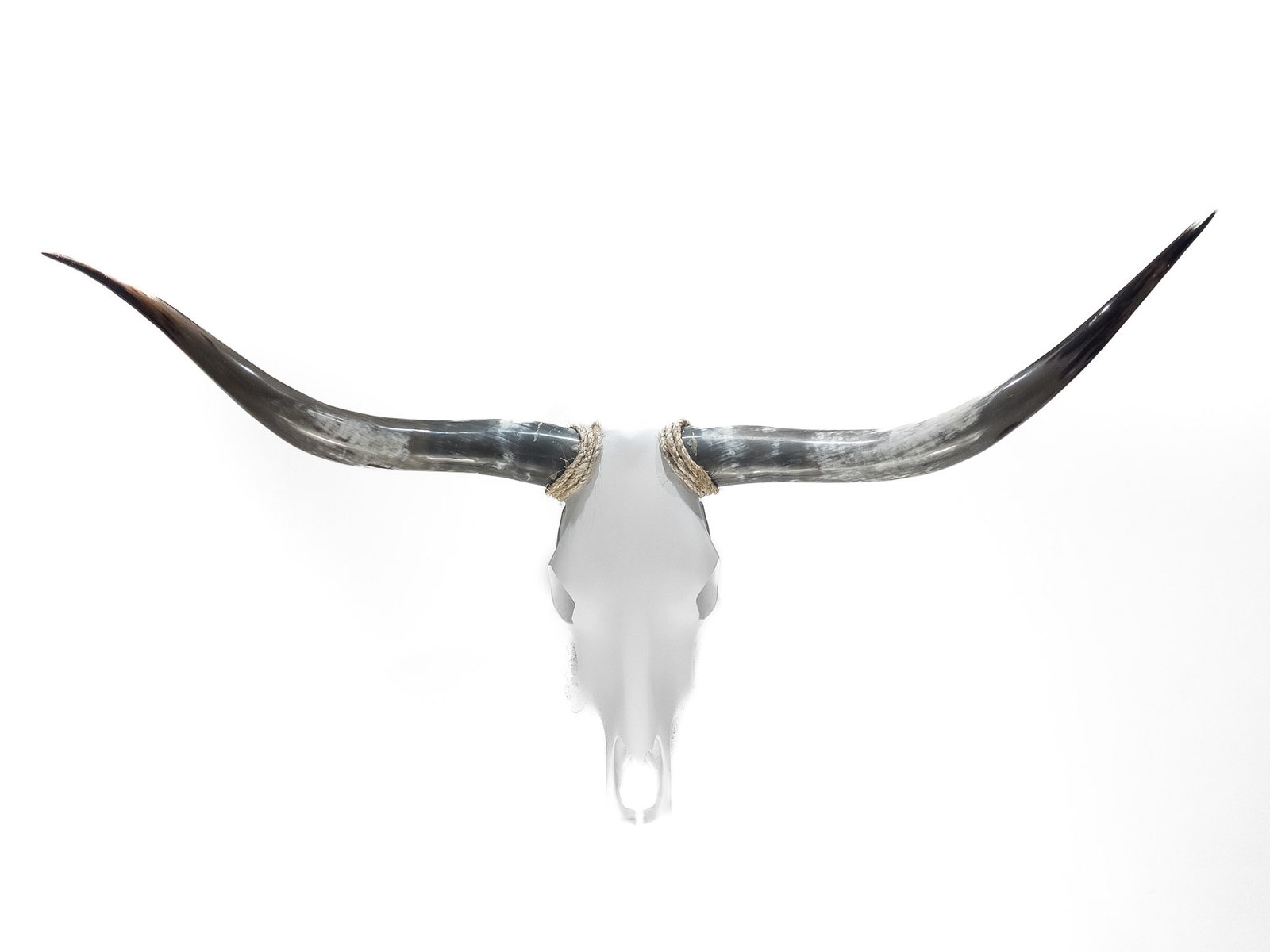 White Plain artwork with wide natural horns