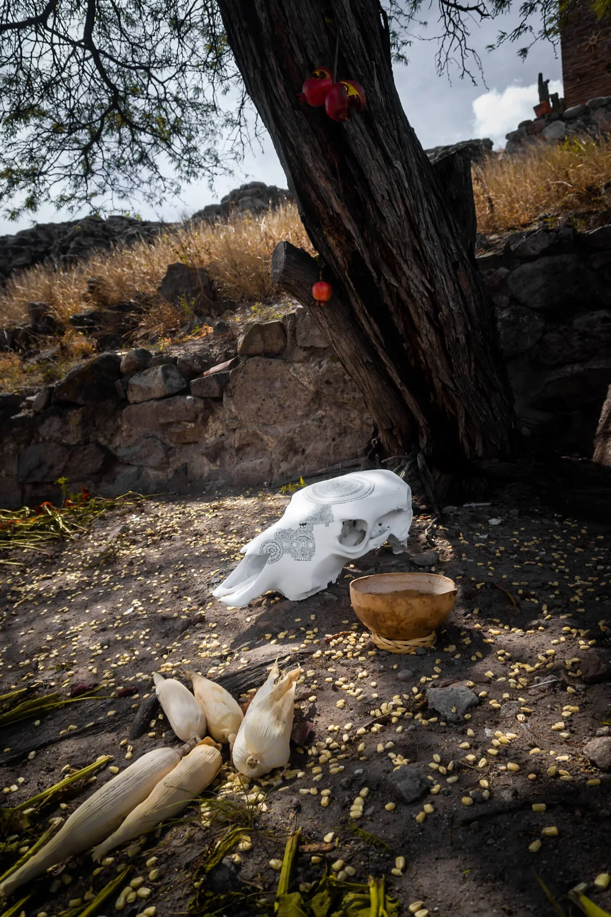 A cow skull resting at the foot of a tree in a natural setting in Mitla